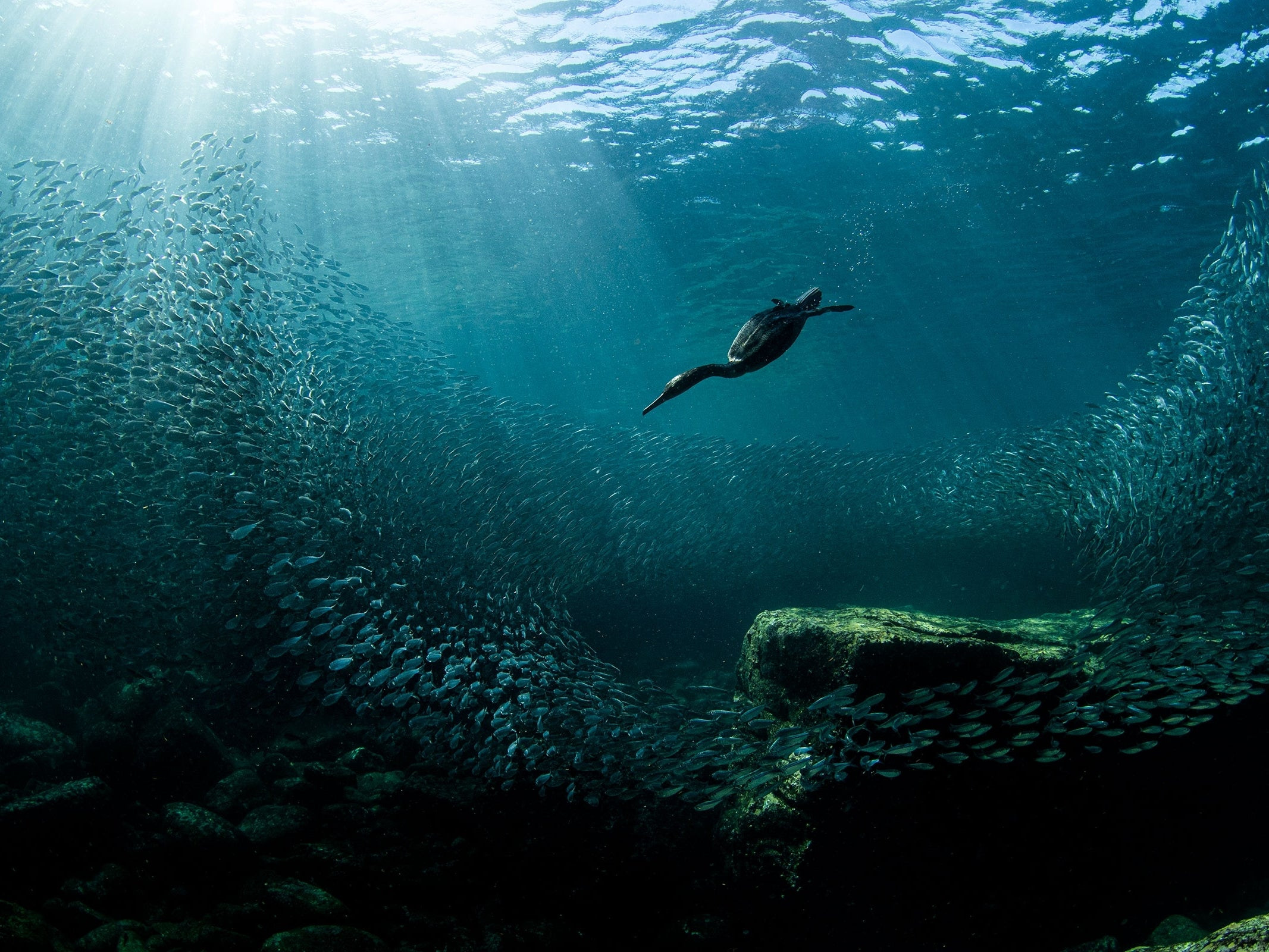 Ocean Photographer of the Year 2024: Stunning Underwater Images Reveal the Beauty and Fragility of Our Oceans