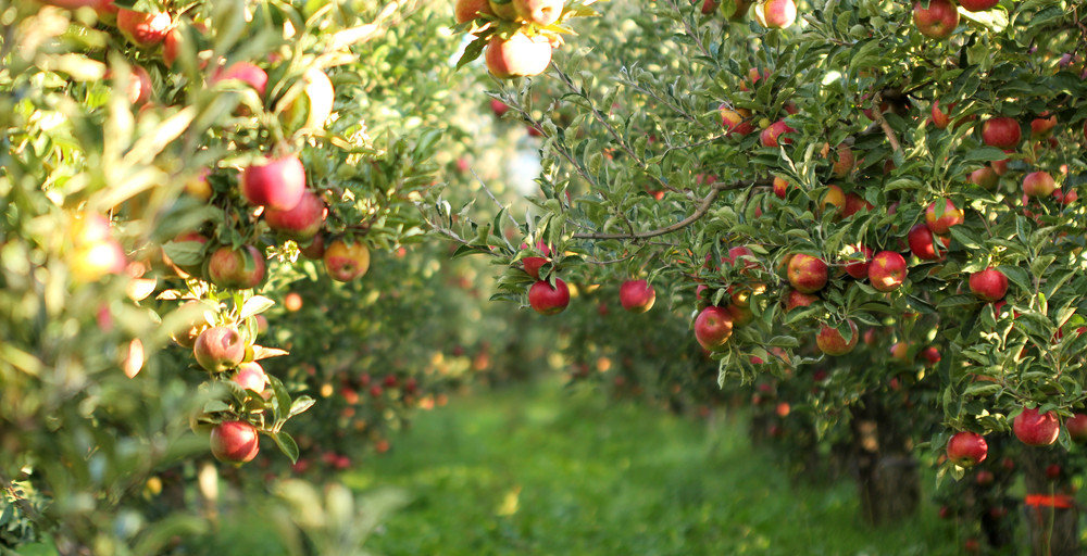 Ohio Apple Picking Season Is Here: Where to Find Your Favorite Varieties This Fall