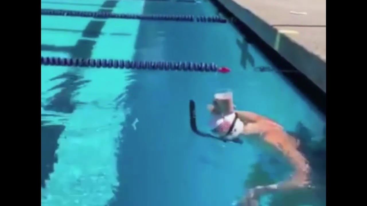 Olympic Swimmer Makes Chocolate Muffin Go Viral, But Can You Get One?