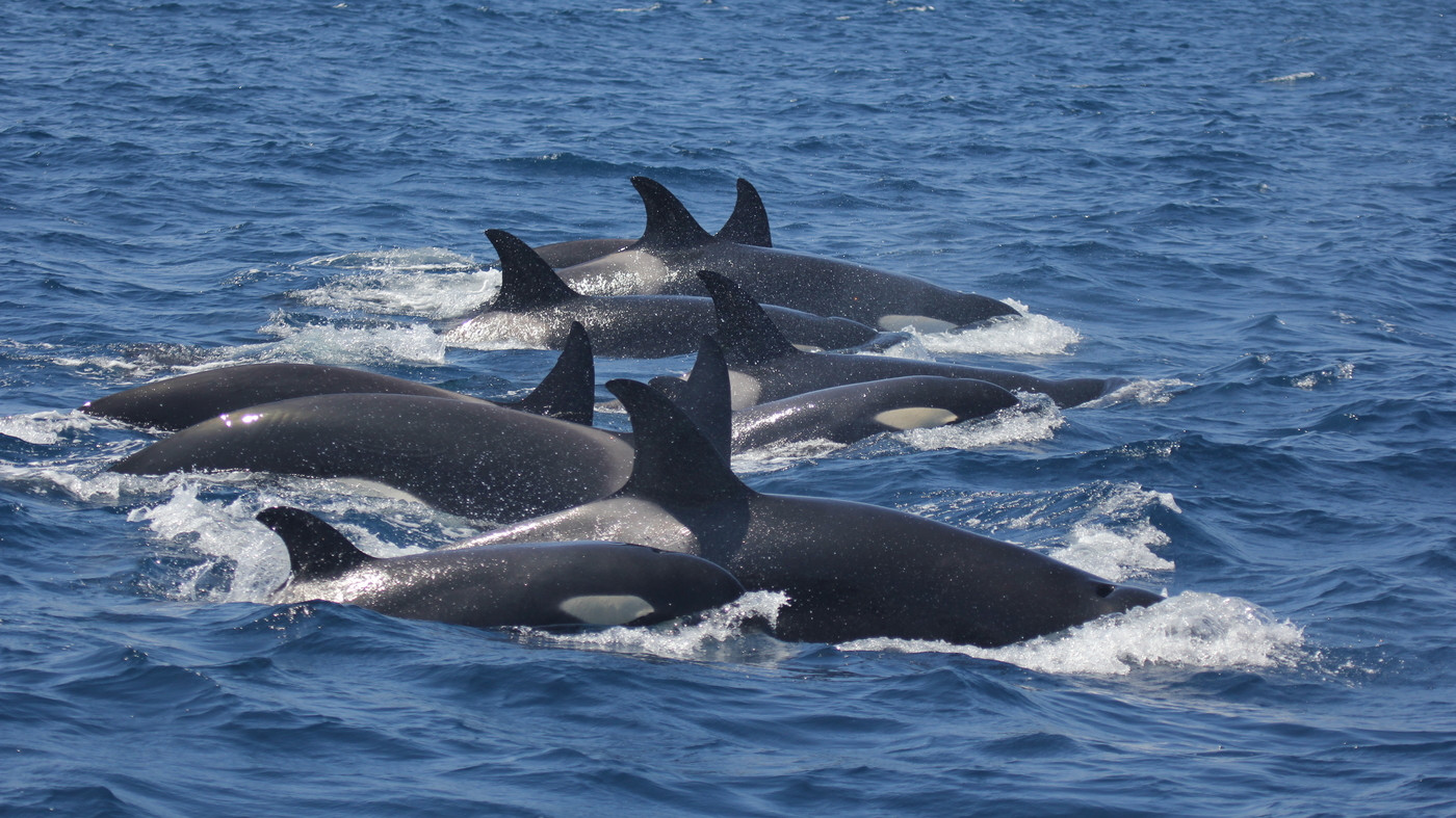 Orcas May Be Ramming Boats For Target Practice, Scientists Suggest