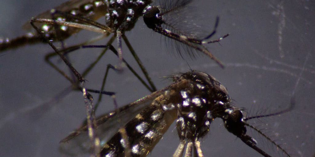 Ottawa Reports First Human Case of Deadly Mosquito-Borne Virus, One Resident Dies