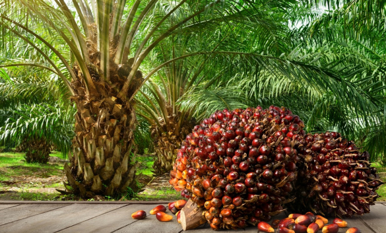 Palm Oil-Based Oleochemicals Market: Booming Demand Fuels Explosive Growth