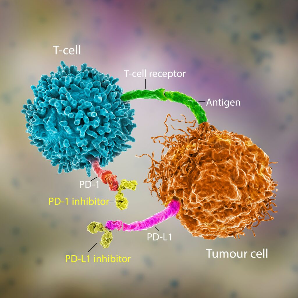 PD-1 and PD-L1 Inhibitor Market Booming: A $100 Billion Industry by 2028? 