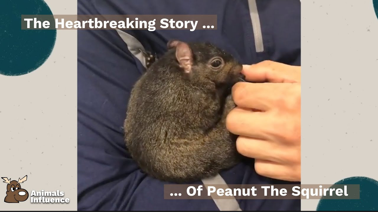 Peanut the Squirrel: Euthanized by NY Officials, Sparking Political Firestorm & Crypto Craze