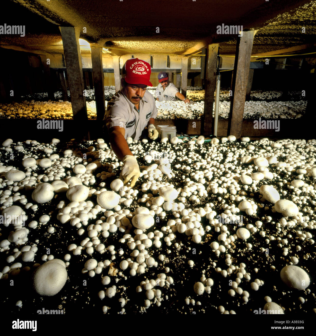 Pennsylvania Mushroom Farms Face Quarantine: Unprecedented Phorid Fly Infestation Sparks Urgent Action