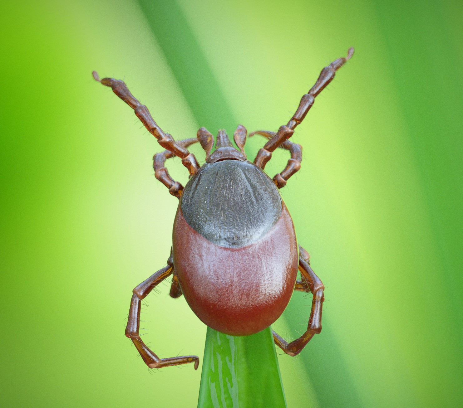 Powassan Virus:  A Tick-Borne Threat on the Rise in Pennsylvania and Beyond