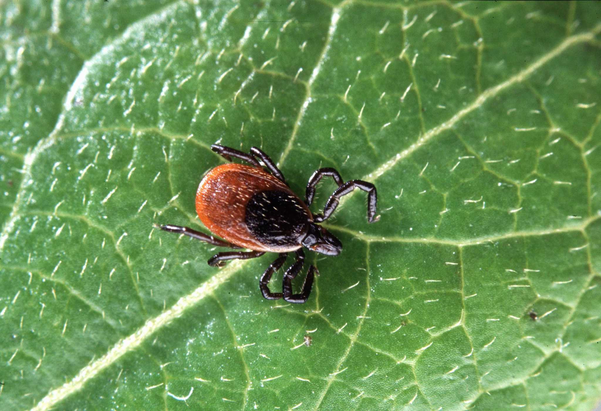 Powassan Virus:  A Tick-Borne Threat on the Rise in Pennsylvania and Beyond