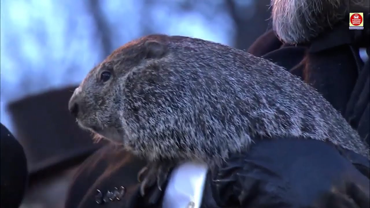 Punxsutawney Phil's 2025 Prediction: Six More Weeks of Winter or Early Spring?