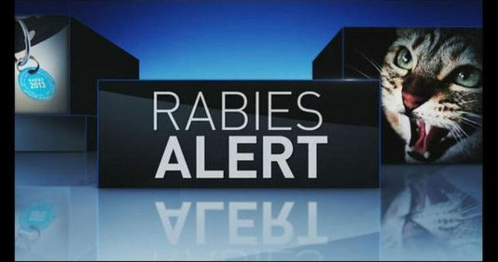 Rabies Alert: Two Bat Cases Prompt Mississauga Residents to Be Cautious