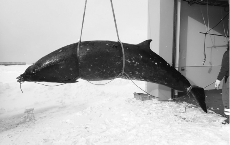 Rare Beaked Whale Found Stranded on Île d'Orléans: What Led It to the St. Lawrence Estuary?