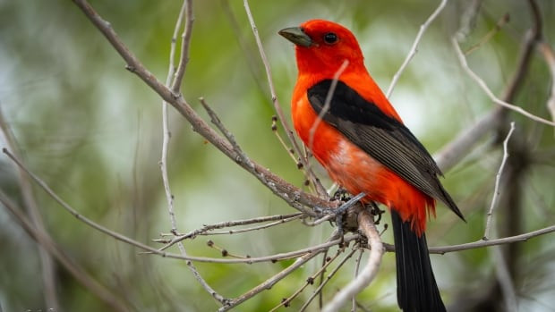 Rare Bird Sighting Causes Chaos in Yorkshire: Birdwatchers Flock to Spot Scarlet Tanager