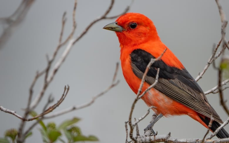 Rare Bird Sighting Causes Chaos in Yorkshire: Birdwatchers Flock to Spot Scarlet Tanager