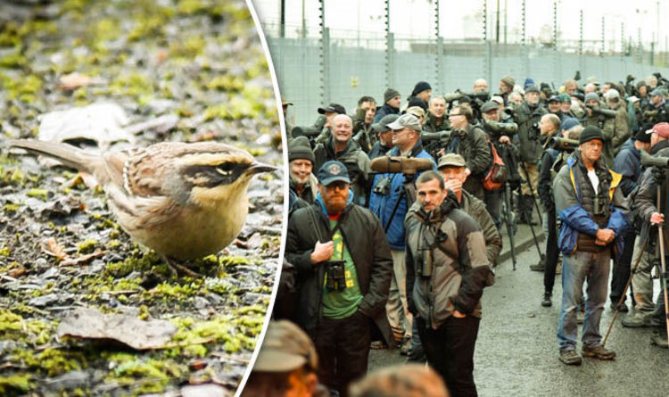 Rare Bird Sighting Draws Hundreds to Yorkshire Cul-de-Sac: What You Need to Know