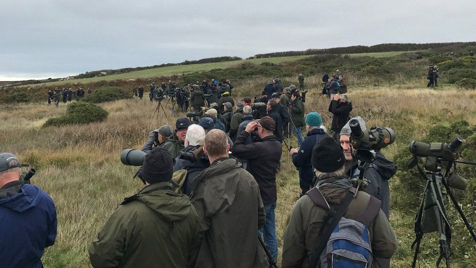 Rare Bird Sighting Draws Hundreds to Yorkshire Cul-de-Sac: What You Need to Know