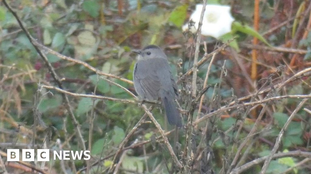 Rare Bird Sighting Draws Hundreds to Yorkshire Cul-de-Sac: What You Need to Know