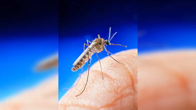 Rare, Deadly Mosquito-Borne Virus Sparks Public Health Emergency in Massachusetts