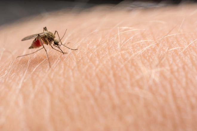 Rare, Deadly Mosquito-Borne Virus Sparks Public Health Emergency in Massachusetts