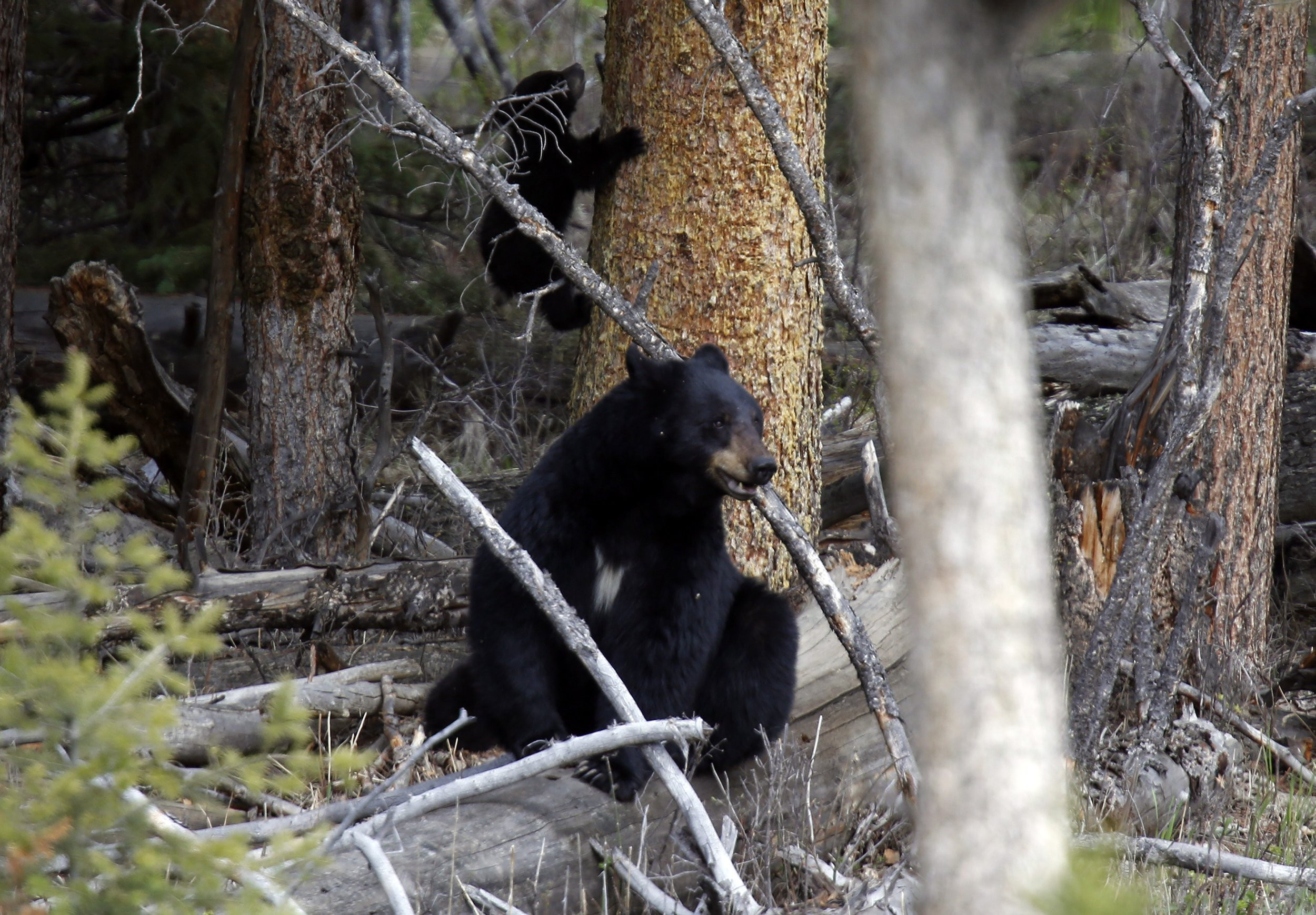 RFK Jr. Confesses to Dumping Dead Bear Cub in Central Park, Claims It Was a Joke