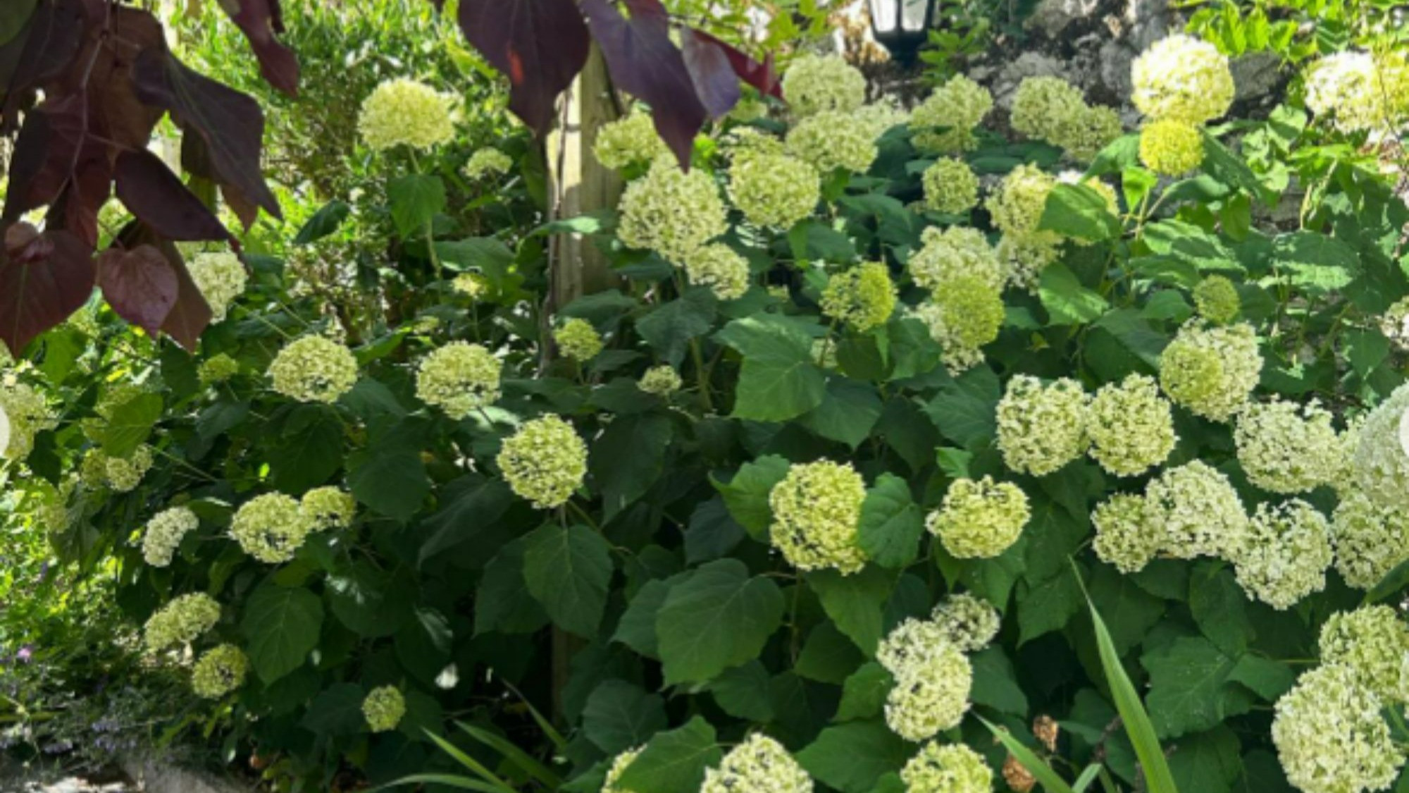 Rugby Star Peter O'Mahony's Stunning Garden: From Intimate Wedding Venue to Family Affair