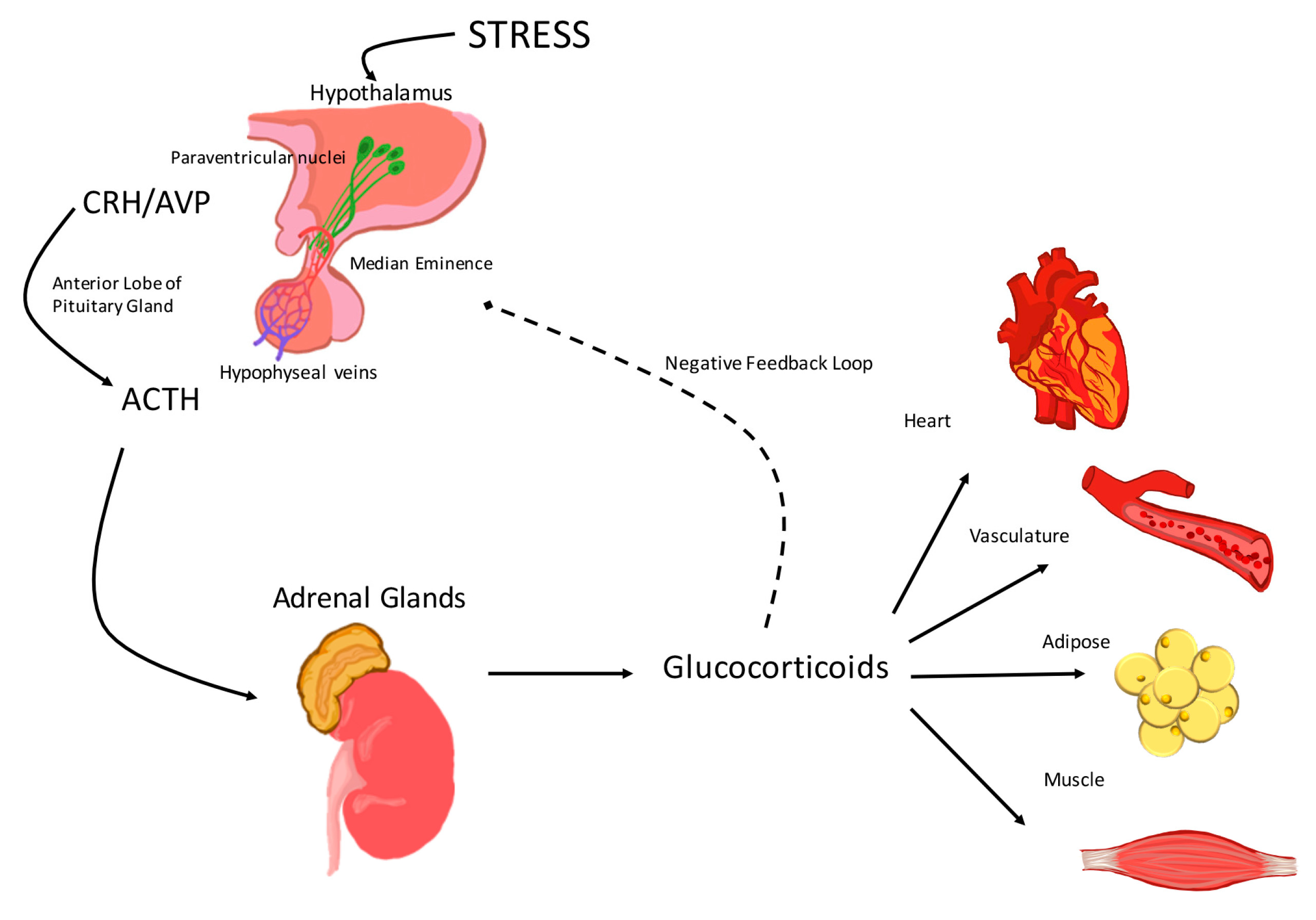 Scientists Discover a New Pathway for Stress-Induced Glucose Release:  How Your Body Fights Stress by Boosting Sugar Levels