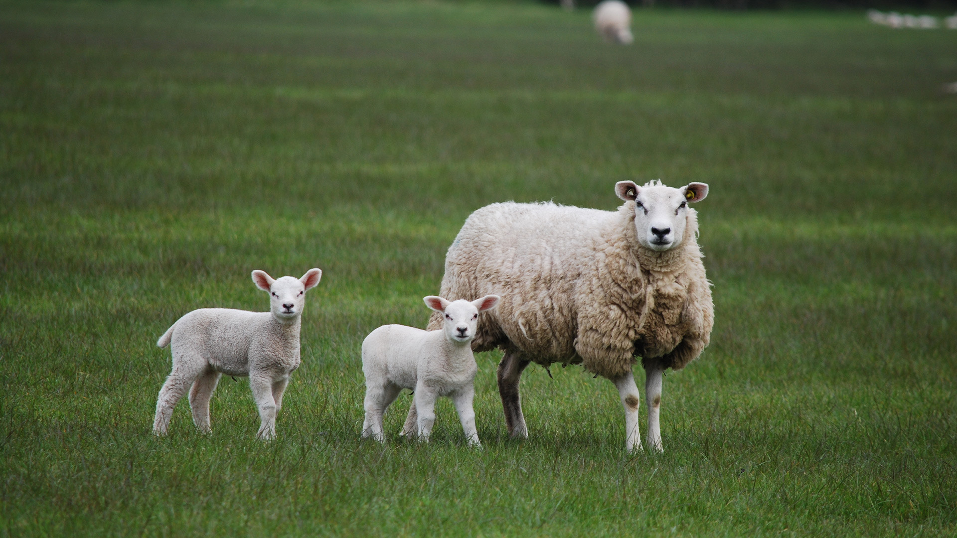 Sheep Farmers Face Dire Times: Lamb Prices Plummet, Industry Jobs at Risk