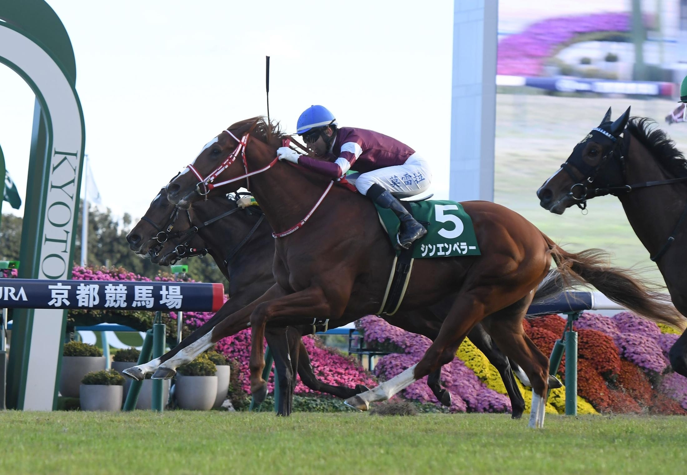 Shin Emperor: Japanese Raider Aims for Irish Champion Stakes and Arc Double