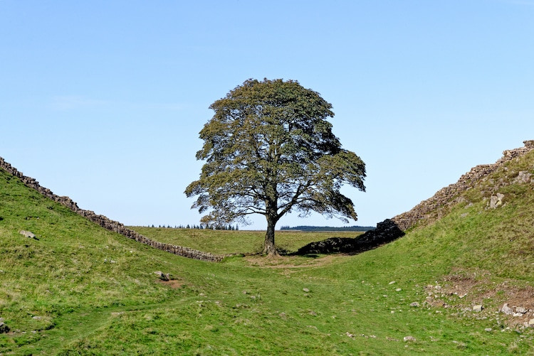 Signs of Life: Felled Sycamore Gap Tree Shows Astonishing Regrowth