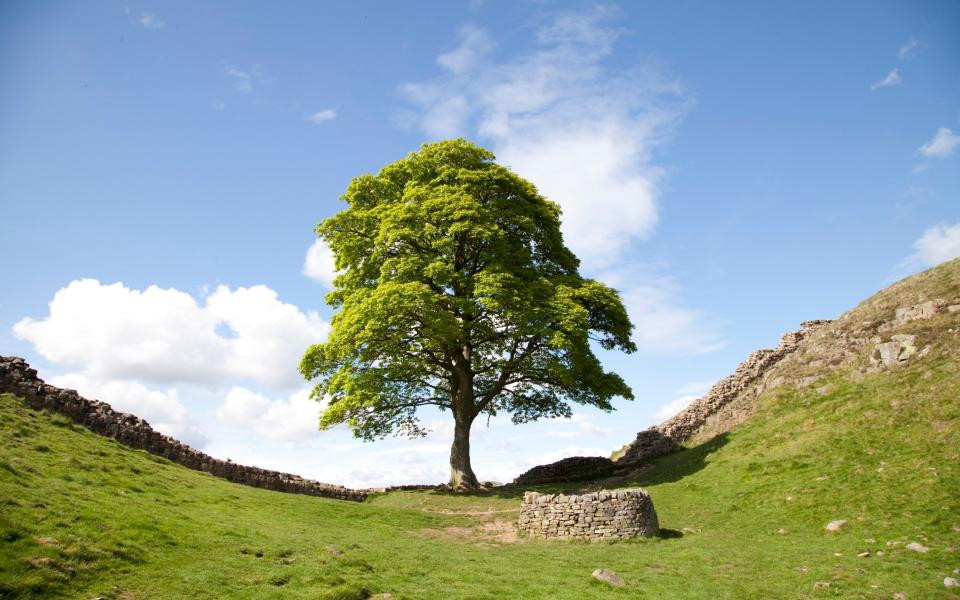 Signs of Life: Felled Sycamore Gap Tree Shows Astonishing Regrowth