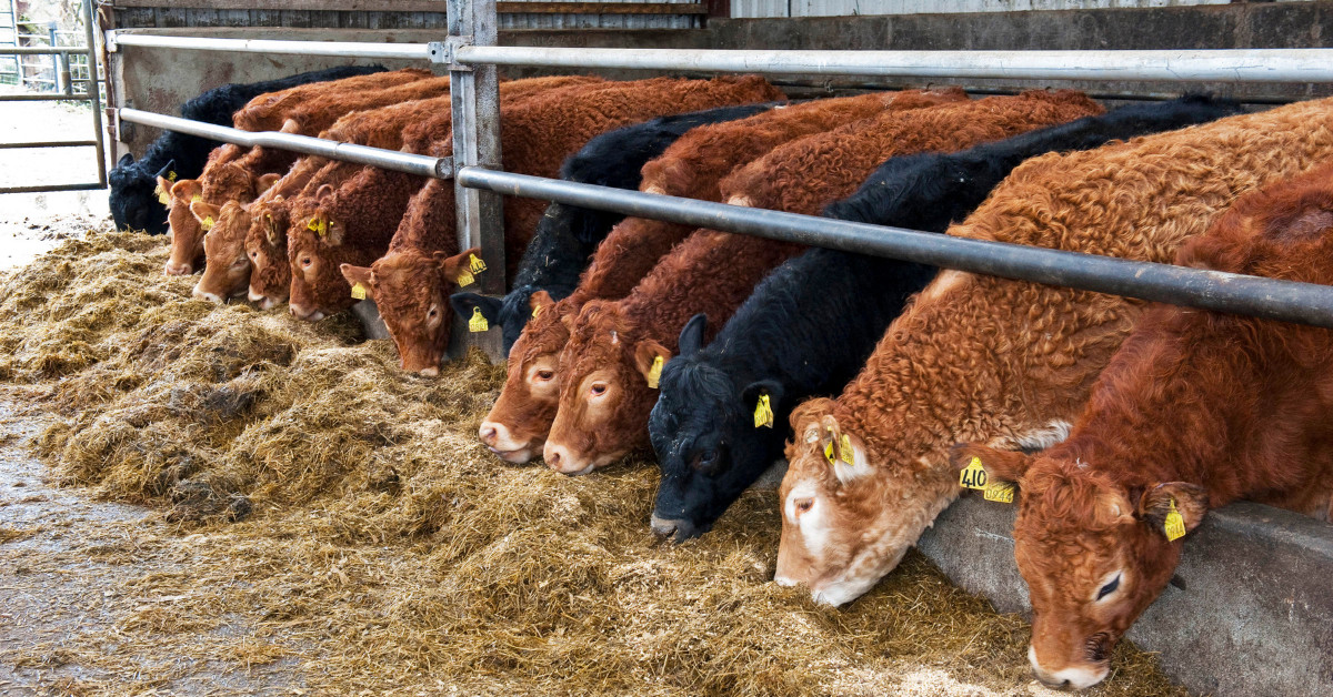 Silage Testing: The Key to Success in Winter Housing for Cattle