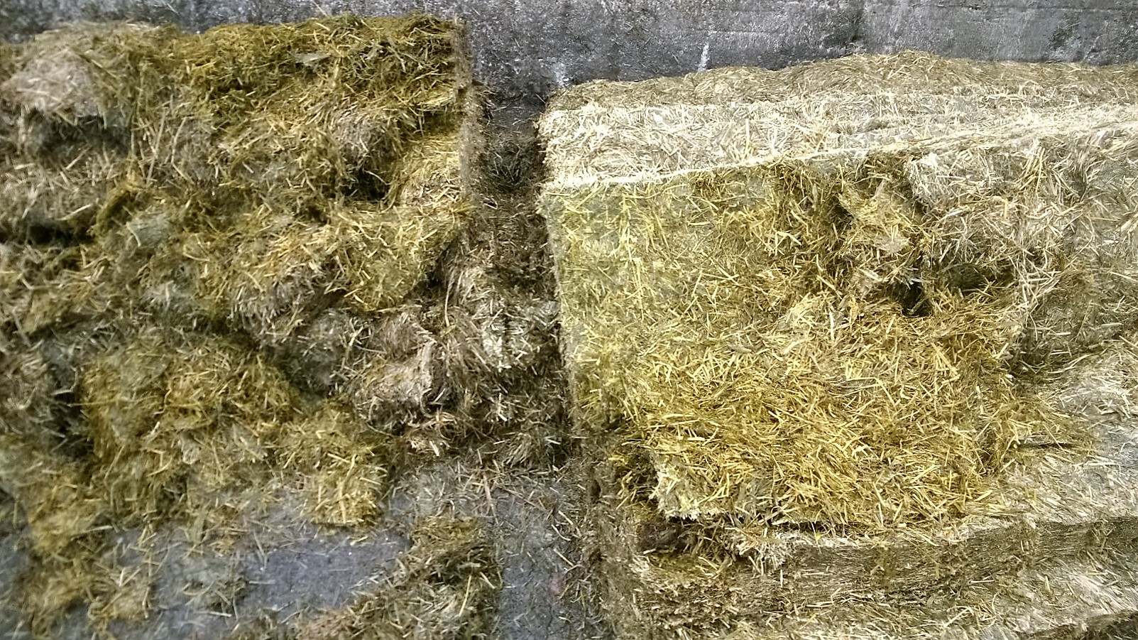 Silage Testing: The Key to Success in Winter Housing for Cattle