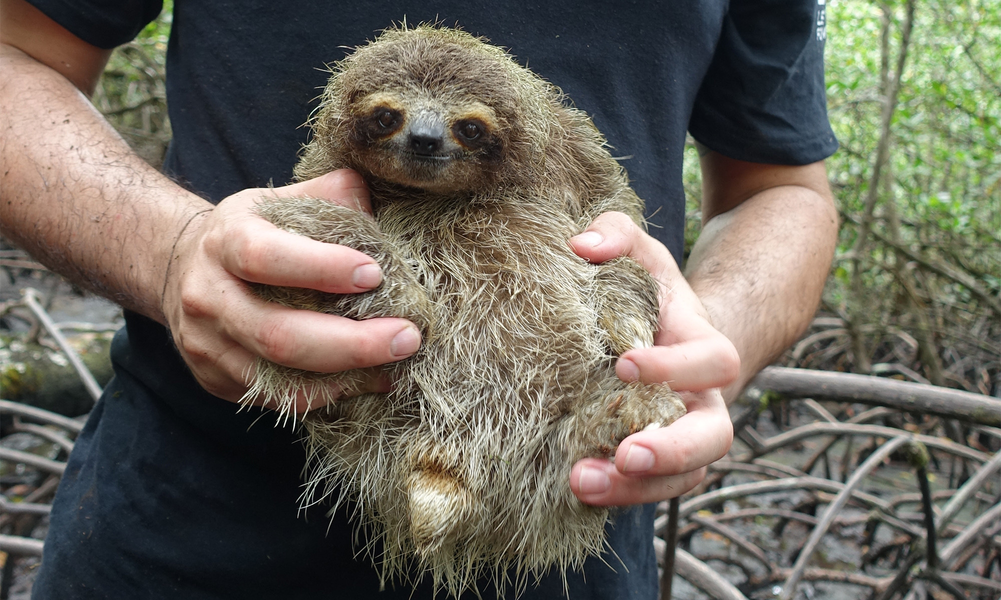 Sloth Fever: The Emerging Threat Spreading Across the Americas and Beyond