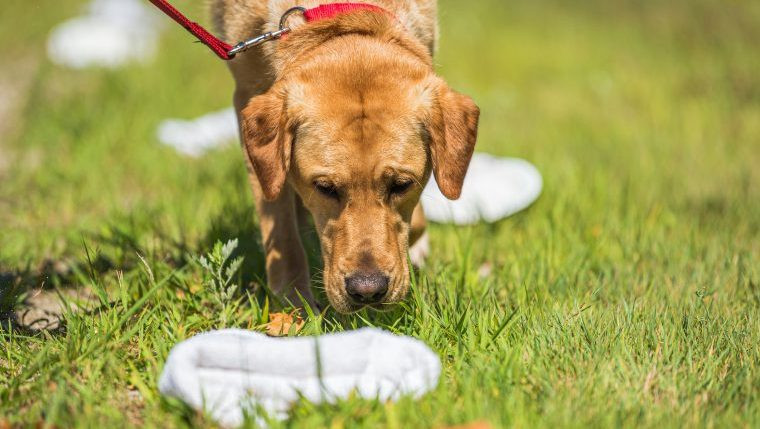 Sniffer Dogs Uncover £50,000 Worth of Illegal Vapes and Tobacco in Oldham