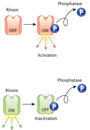 Tea Plants' Secret Weapon: Protein Phosphorylation Fights Drought