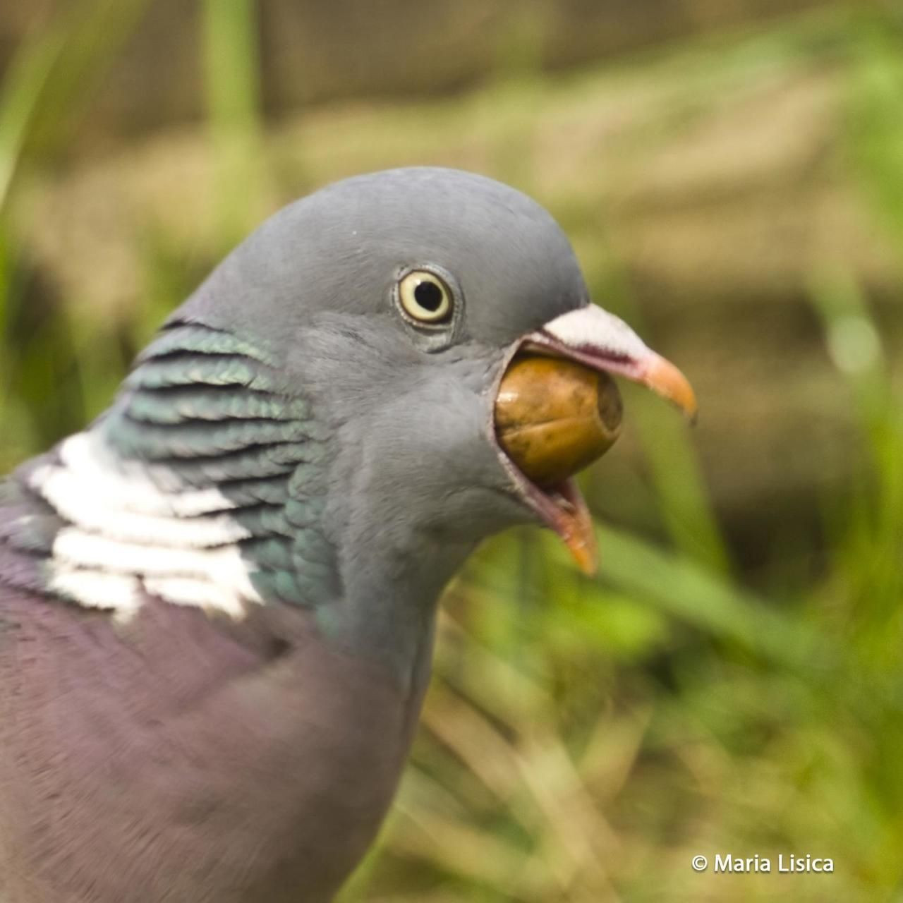 The Pigeon Faces His Biggest Challenge Yet: Graduation!