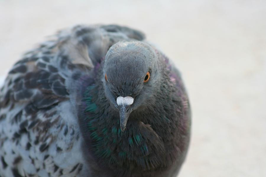 The Pigeon Faces His Biggest Challenge Yet: Graduation!