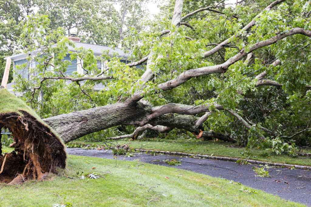 Tornado Tears Through Ayr, Ontario: Home Hardware Damaged, Trees Downed, and Power Outages Reported