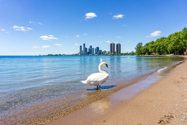 Toronto Beach Water Quality: Sunnyside Beach Unsafe for Swimming