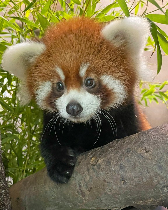 Toronto Zoo Mourns Loss of Red Panda Mom, Sakura, Just Weeks After One of Her Cubs Died