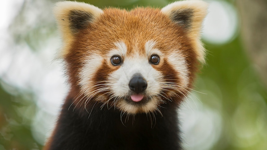 Toronto Zoo Mourns Loss of Red Panda Mom, Sakura, Just Weeks After One of Her Cubs Died