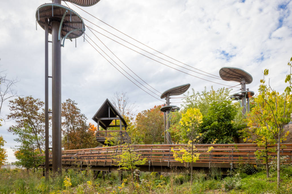 Toronto Zoo Orangutan Escapes Enclosure: Cartwheels and Tightrope Walks