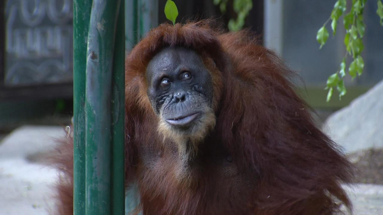 Toronto Zoo Orangutan's Daring Escape: Cartwheels, Tightropes, and a Tower Descent