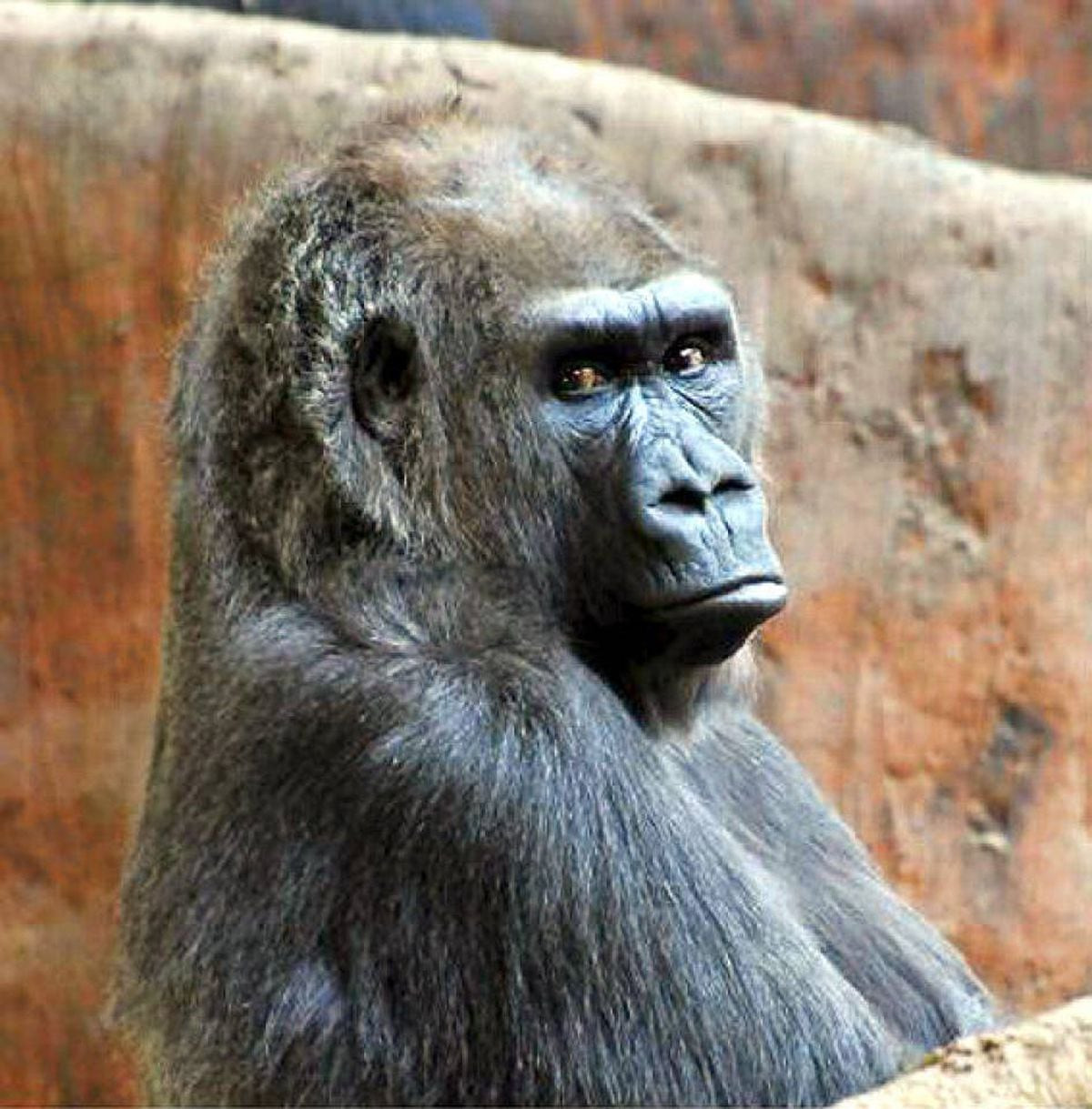 Toronto Zoo's Beloved Gorilla Charles Dies After Heart Issues: His Legacy Will Live On