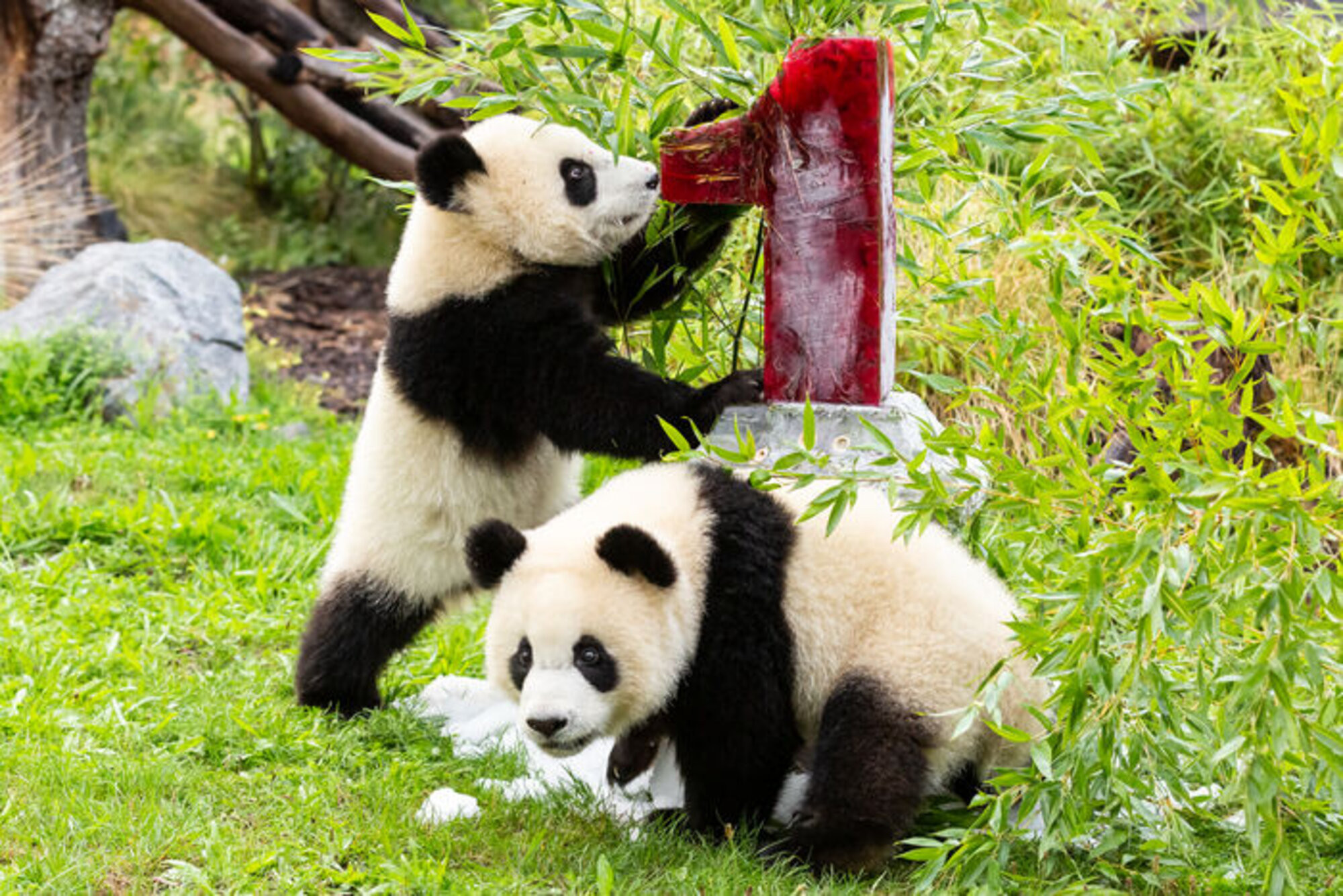 Twin Panda Cubs Born at Berlin Zoo: A Rare and Precious Addition to the Endangered Species