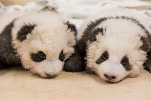 Twin Panda Cubs Born at Berlin Zoo: A Rare and Precious Addition to the Endangered Species