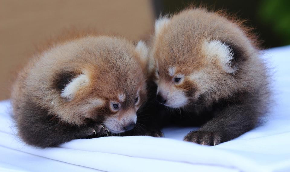 Twin Panda Cubs Born at Berlin Zoo: A Rare and Precious Addition to the Endangered Species