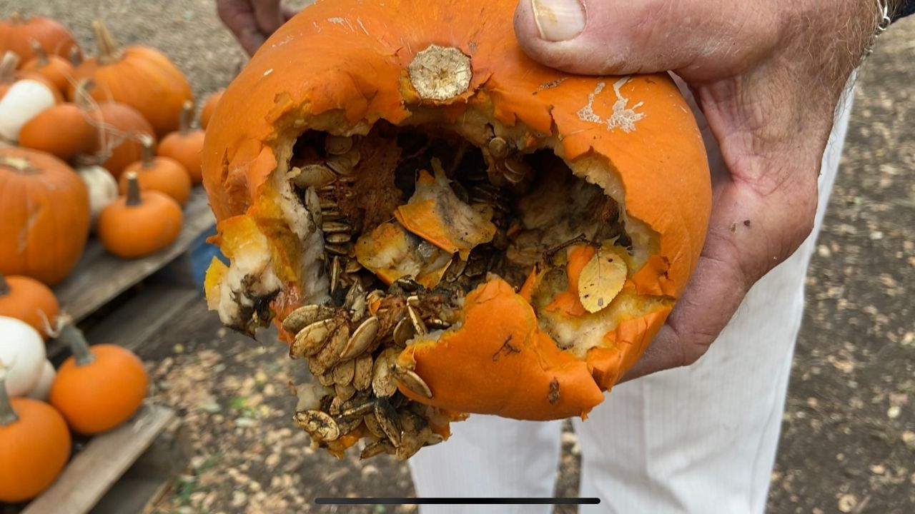 Ugly Pumpkins: The Unexpected Trend That's Saving Family Farms