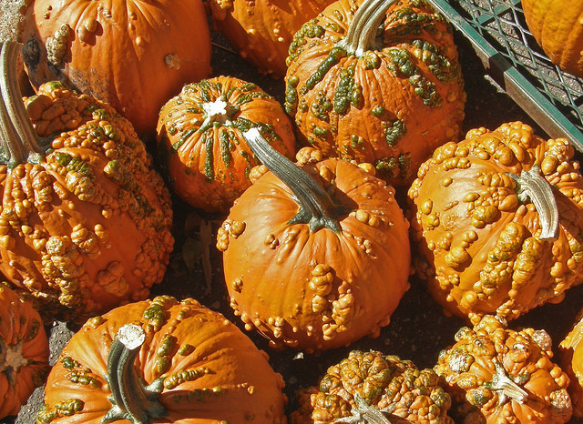 Ugly Pumpkins: The Unexpected Trend That's Saving Family Farms