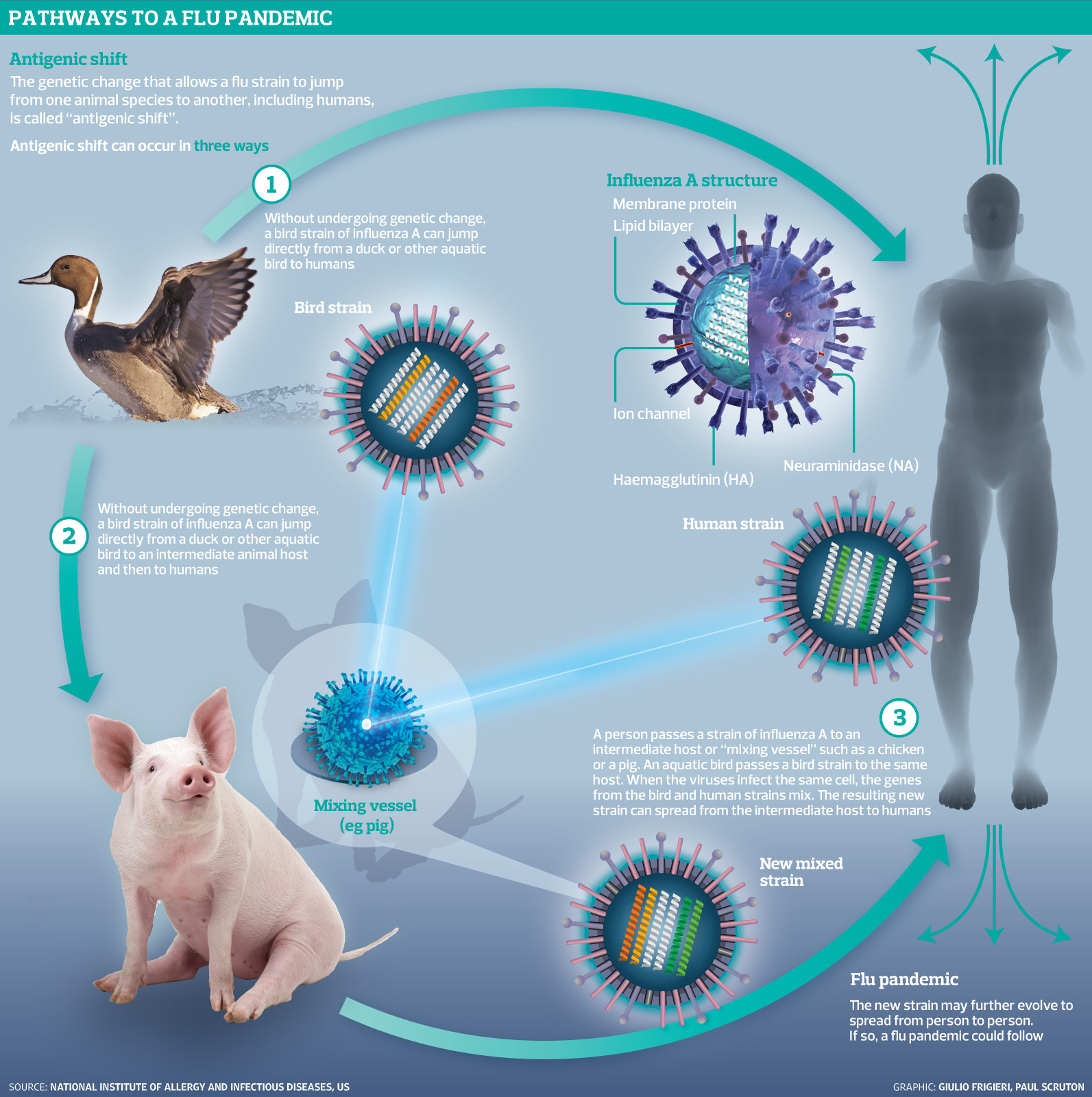 UK Launches £2.3 Million Avian Flu Research Project to Study the Virus's Impact on Wild Birds and Mammals