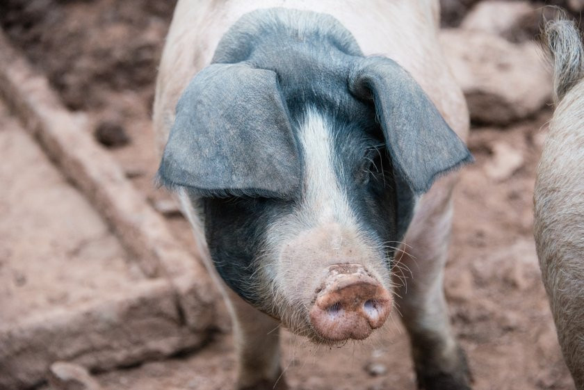 UK Pig Prices Plummet to Lowest Level Since February 2023: What's Driving the Decline?