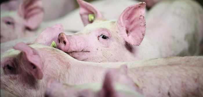 UK Pig Prices Plummet to Lowest Level Since February 2023: What's Driving the Decline?